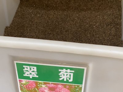 翠菊是一年四季都能种的吗？