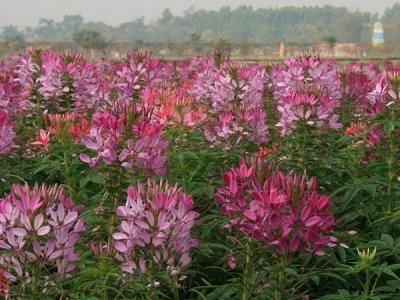 醉蝶花有毒吗？
