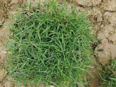 夏季可以种草坪吗？