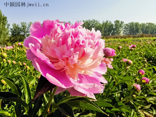 芍药花9.jpg