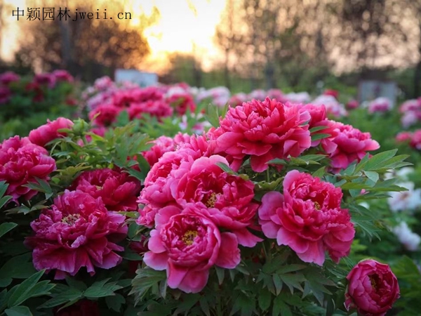 芍药花8.jpg