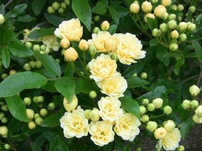 黄木香适合东北种植吗？