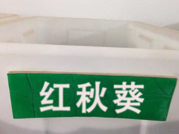 红秋葵2.png