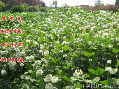 白车轴草兔子可以吃吗？