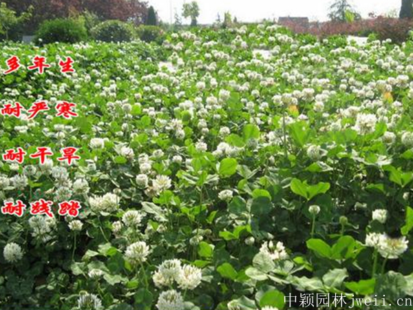 1694835535230662.jpg 绛三叶种子5.jpg