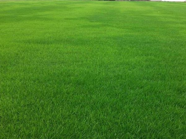 草坪黑麦草5.jpg