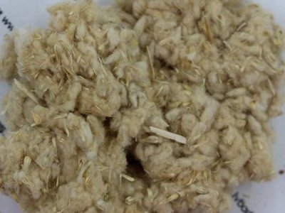 千日红夏天可以播种吗？