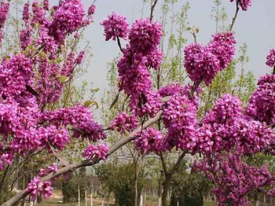 夏天能种紫荆种子吗？