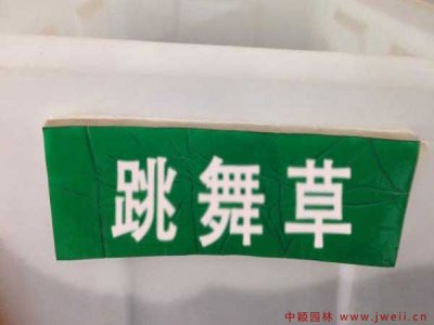 北方能栽种跳舞草吗？