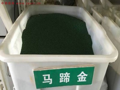 马蹄金冬季绿吗？