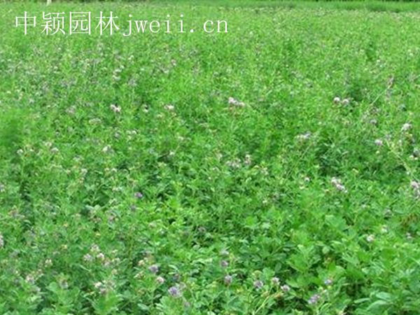 1696849107466968.jpg 紫花苜蓿.jpg