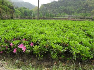 毛鹃和杜鹃是一种花吗？