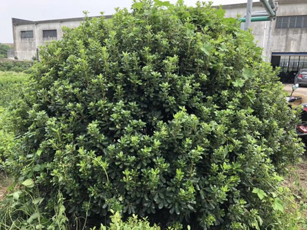 1699159523568991.jpg 海桐.jpg
