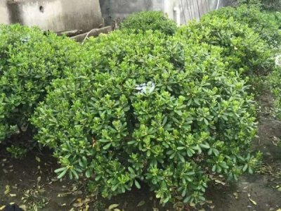 海桐什么时候栽植比较好？