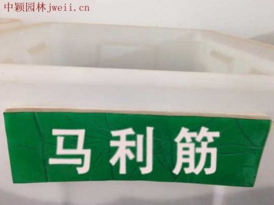 马利筋能过冬吗？