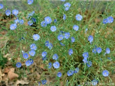 亚麻花在北方室外能够越冬吗？