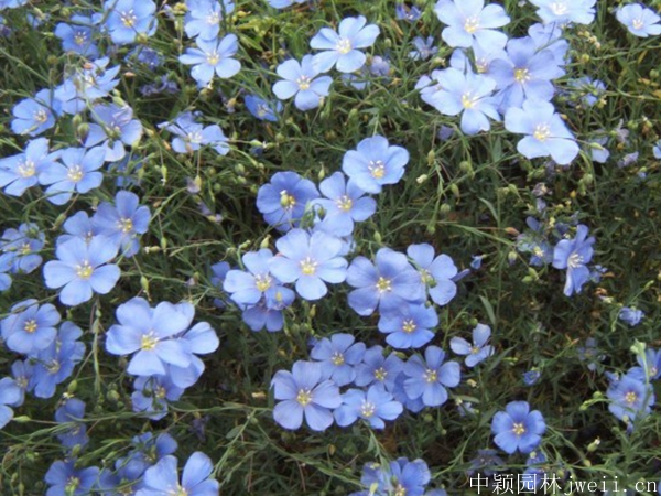 亚麻花3.jpg