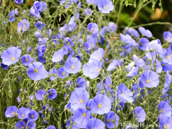 亚麻花5.jpg