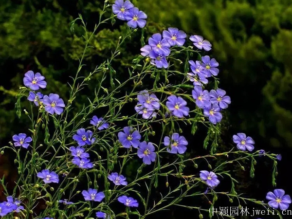 亚麻花6.jpg