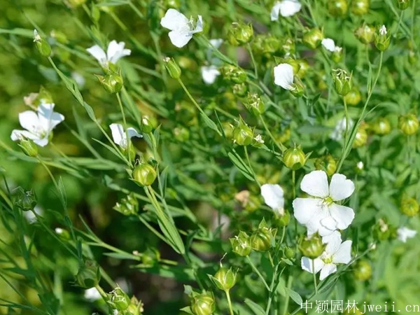 亚麻花7.jpg