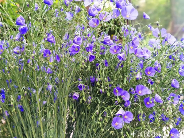 亚麻花9.jpg