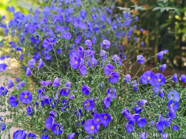 亚麻花10.jpg