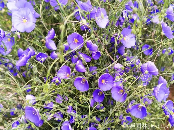 亚麻花11.jpg