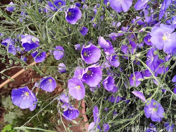 亚麻花12.jpg
