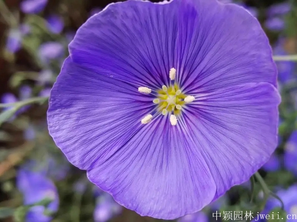 亚麻花13.jpg