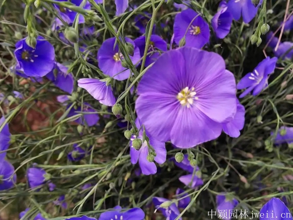 亚麻花14.jpg