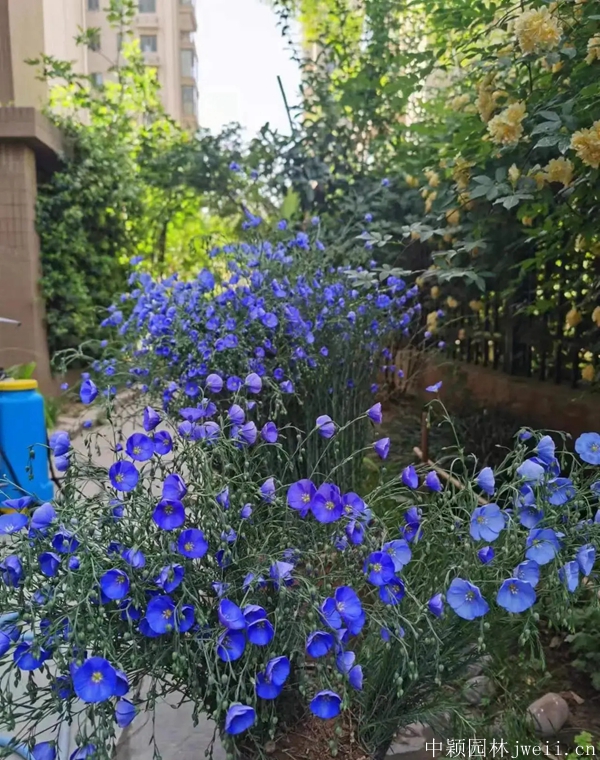 亚麻花8.jpg