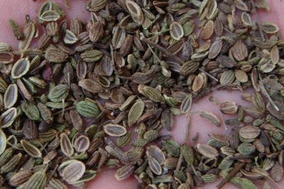 金银花种子七月可以下种吗？