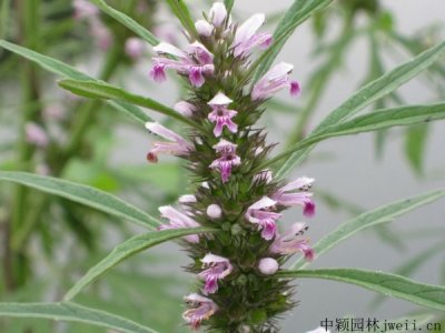 益母草现在可以种植吗？