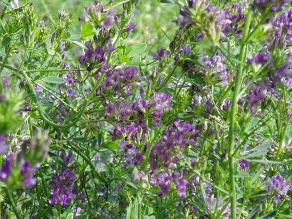 紫花苜蓿4.jpg