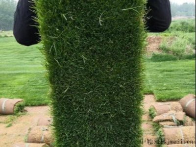 黑麦草籽种植需要注意什么？