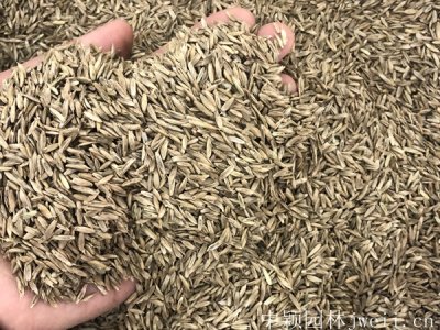 黑麦草籽发芽温度是多少？