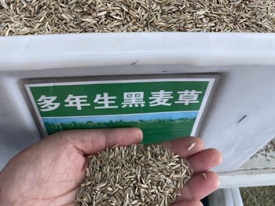 黑麦草籽播种需要浸泡吗？