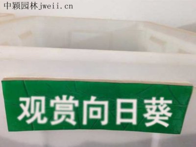观赏向日葵市场价多少钱一公斤？