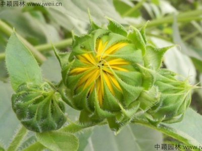 观赏向日葵的种植方法
