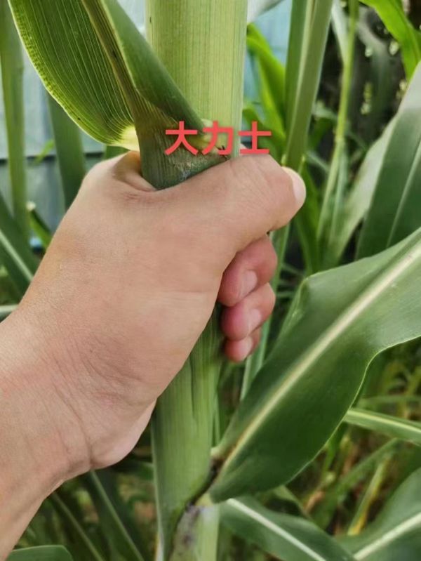 1703146207566663.jpg 甜高梁.jpg