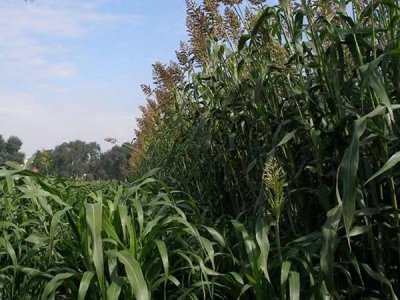 甜高粱种植需要什么施肥方法？