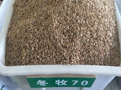 冬牧70黑麦草草籽市场价多少钱一公斤？