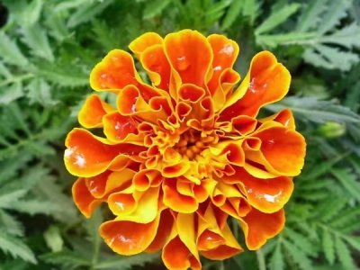 种植硫化菊一年收割几次？