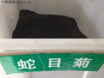 种植蛇目菊怎么施肥？