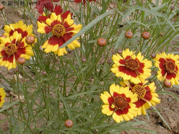 1703915251802004.jpg 蛇目菊17.jpg