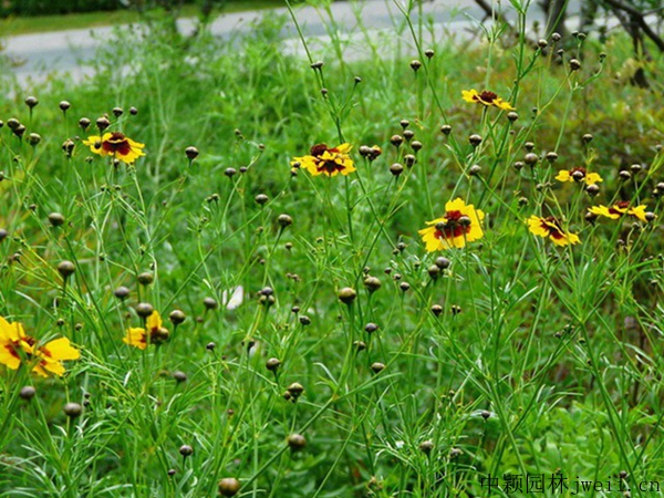 1703915255563950.jpg 蛇目菊19.jpg