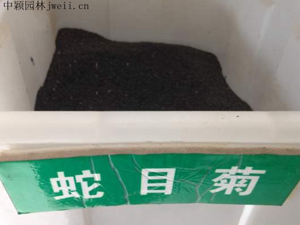 1703938793104085.jpg 蛇目菊.jpg