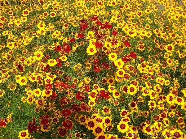 1704096350756479.jpg 蛇目菊12.jpg