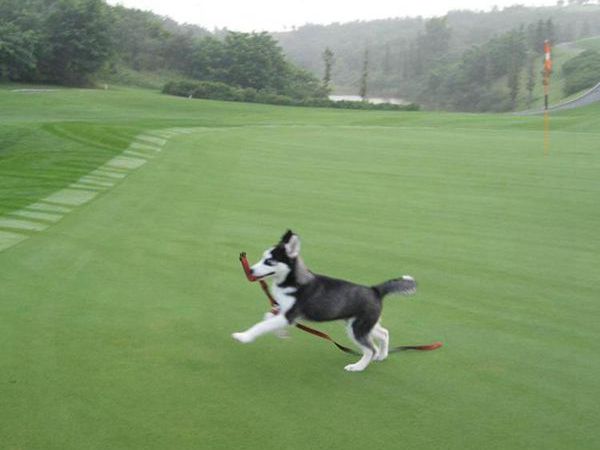 1704349754632540.jpg 狗牙根12_副本.jpg