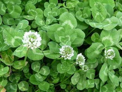 三叶草什么季节种合适？